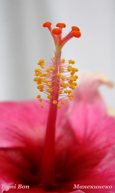 Tami Bon 120310 3.jpg