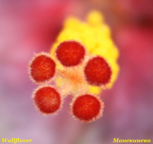 Wallflover 130310 2.jpg