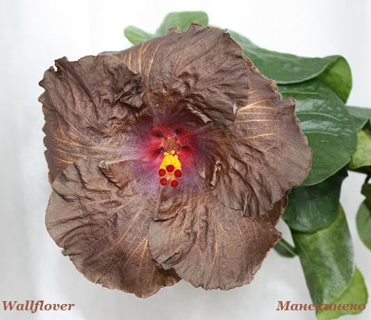 Wallflover 130310.jpg