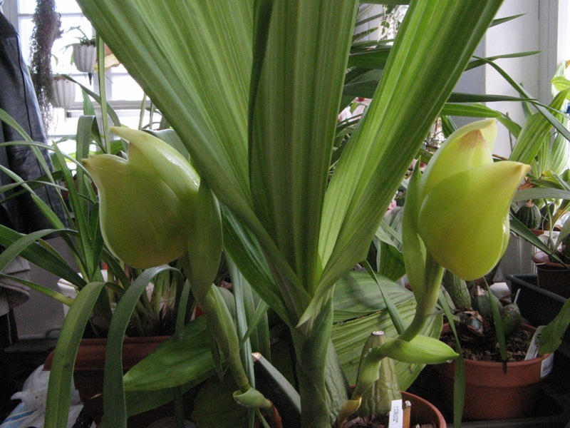 Anguloa uniflora