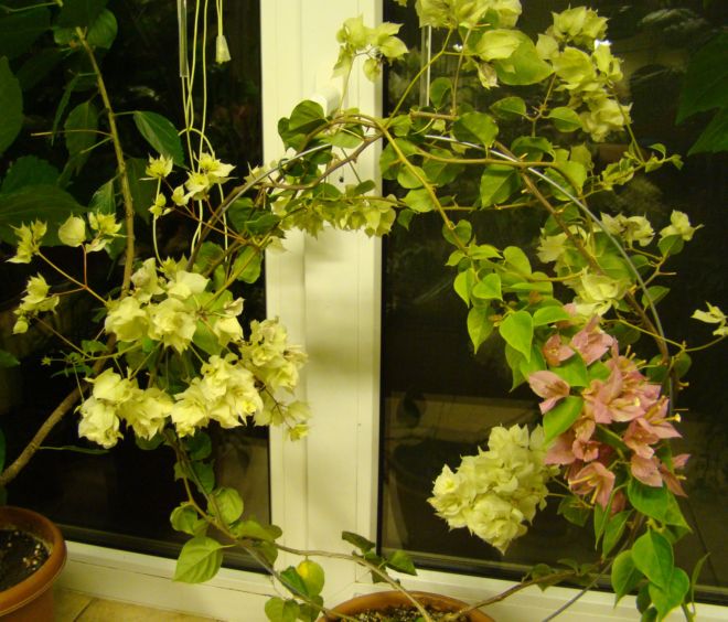 DSC07822.jpg