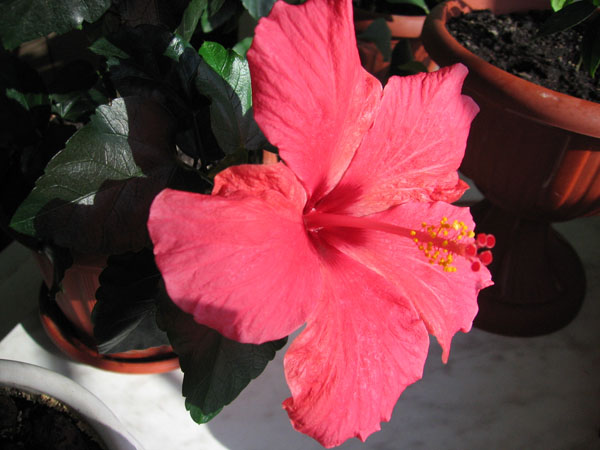 IMG_3975.JPG