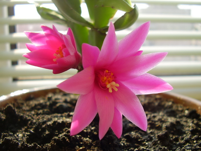 P3040082_новый размер.JPG