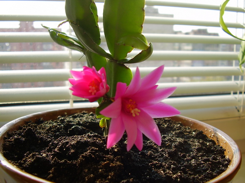 P3040085_новый размер.JPG