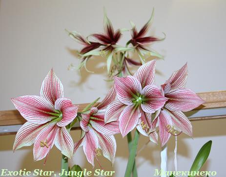 Exotic Star, Jungle Star 1.jpg