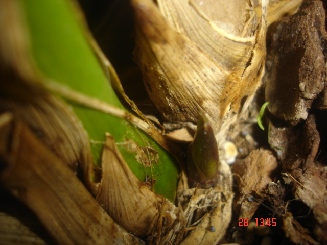 28 03 2010-5.JPG