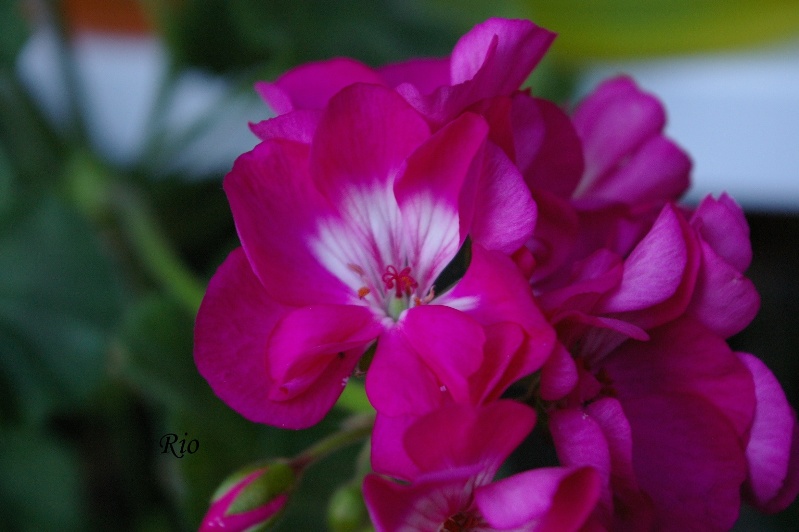 IMGP0491.JPG
