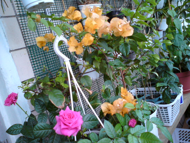 DSC00661.JPG
