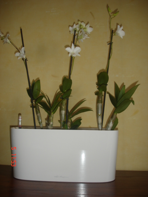 DSC06749.JPG
