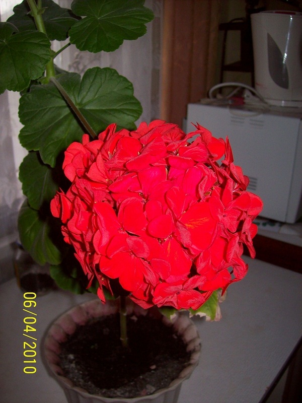 100_2509.jpg