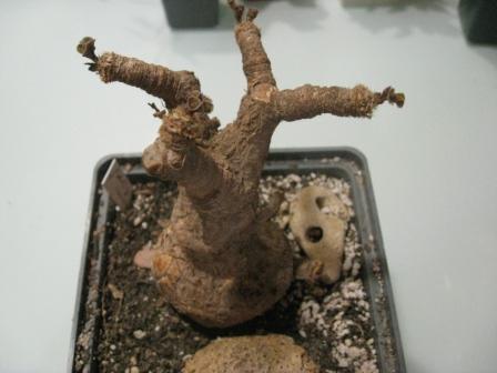примулифолия(дикарь).jpg