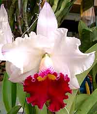 i0042rp.jpg