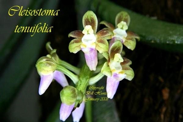 cleistenuifolia.jpg