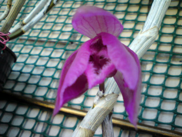 DSC00832.JPG