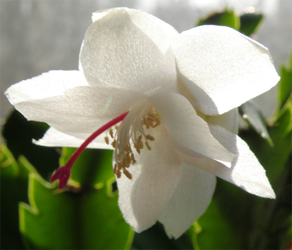 белая шлюмбергера.jpg