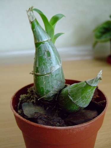 2010_05010264.JPG