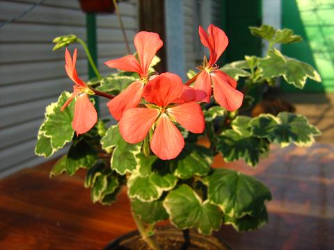 IMG_7982.jpg