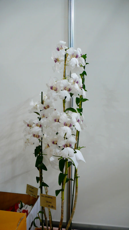 P1080325.jpg