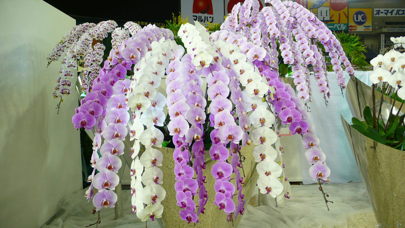 P1080879.jpg