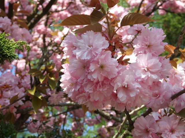 blumenn 010.jpg