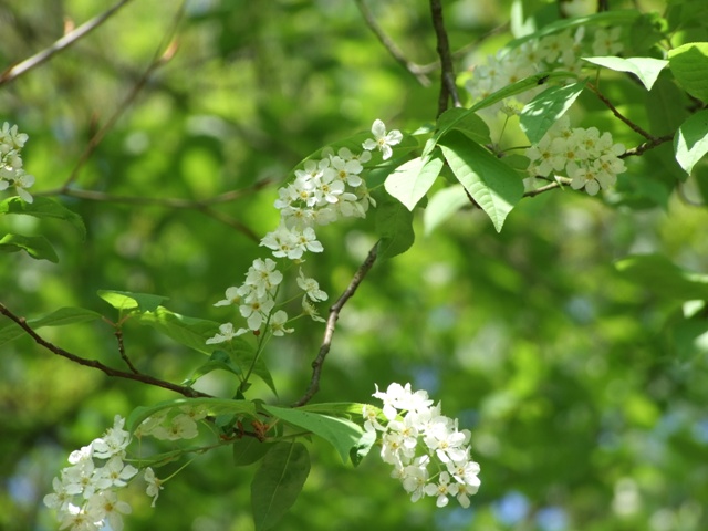 blumenn 014.jpg