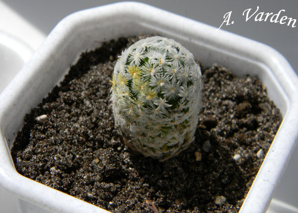 Mammillaria_duwei_1.jpg