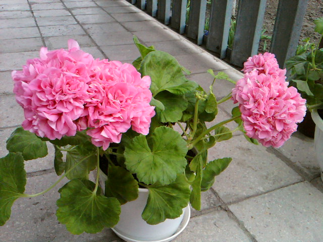 SP_A5251.jpg