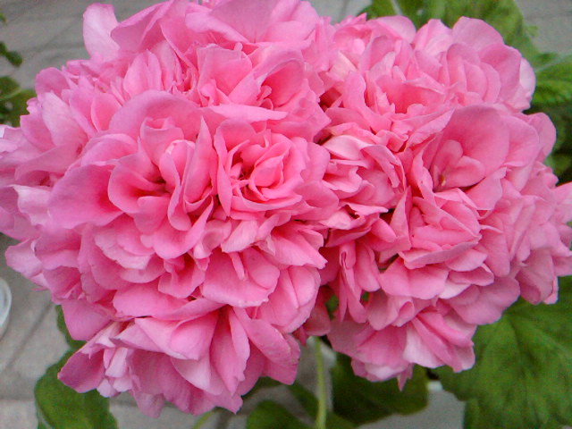 SP_A5239.jpg