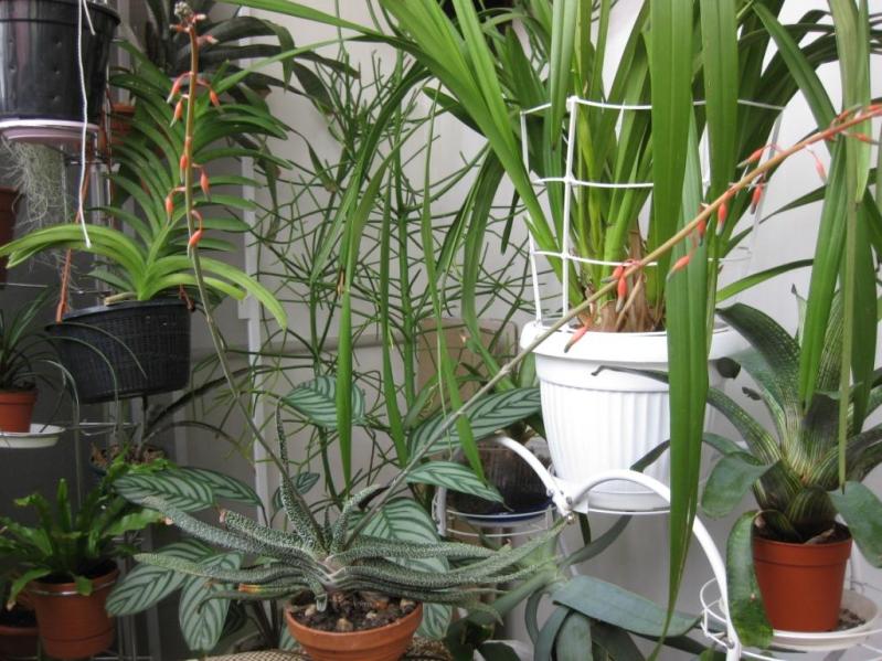 гастерия в цвету