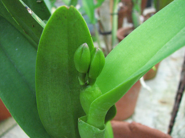 Brassolaeliocattleya Haw Yuan Beauty Spice Girl.jpg