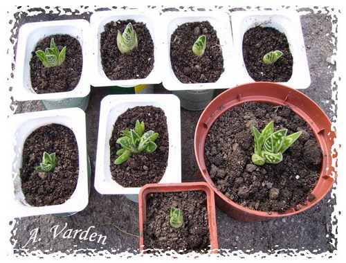 Aloe_variegata_2.jpg