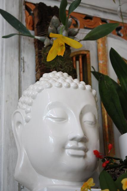 Энциклия Цитрина.jpg