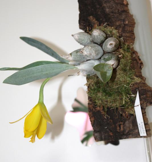 Энциклия Цитрина 2.jpg