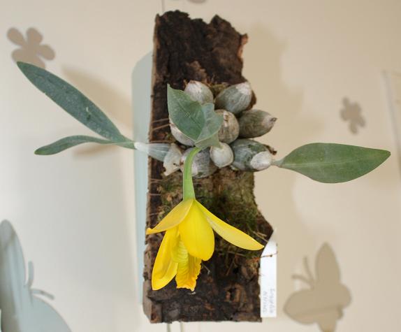 Энциклия Цитрина 1.jpg