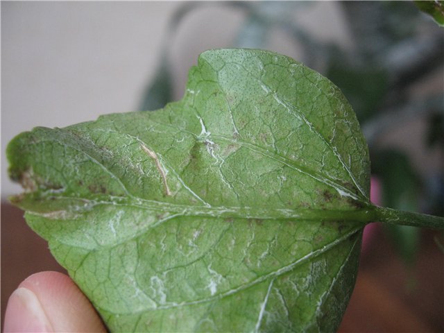 b49688b5e844.jpg
