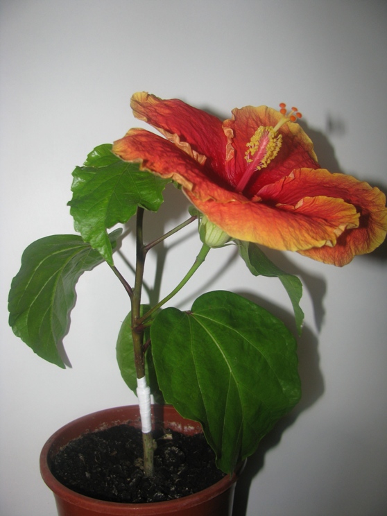 Ten Thirty Seven 2.JPG