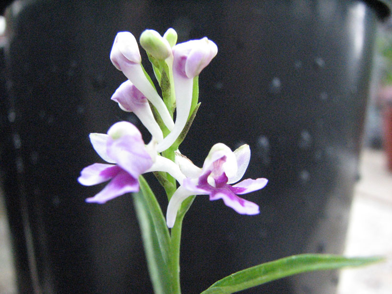 Ponerorchis graminifolia5.jpg