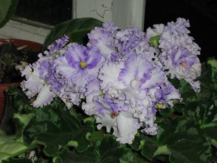 IMG_0535.jpg