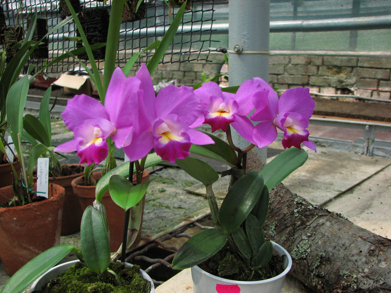 Cattleya hybr 2.jpg