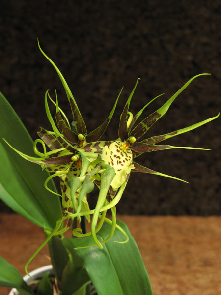 Brassia hybr1.jpg