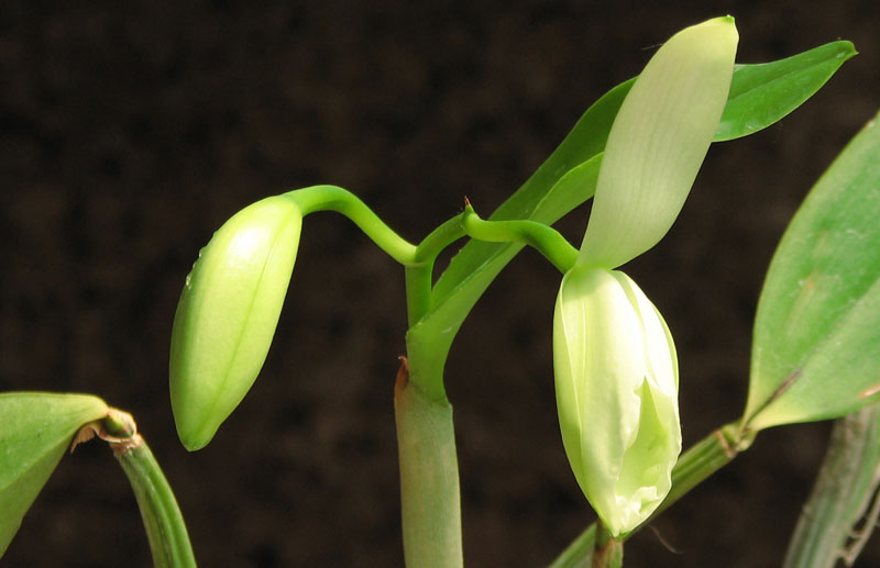 Guaricattonia Anzac Jewel.jpg