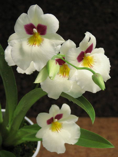 Miltonia hybr.jpg