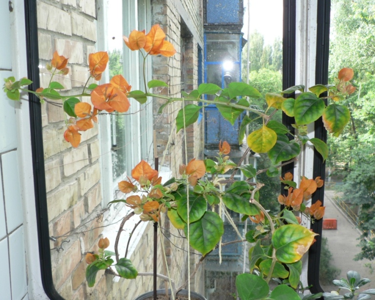 P1050887_1.JPG