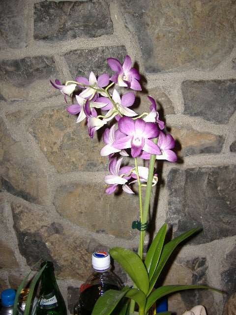 DSCF1340.JPG