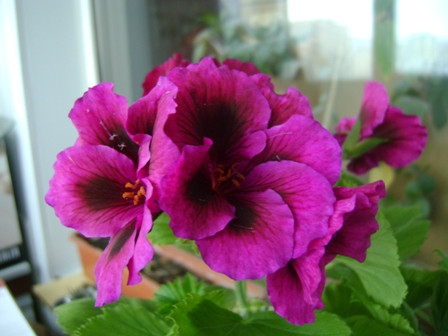 DSC00517.JPG