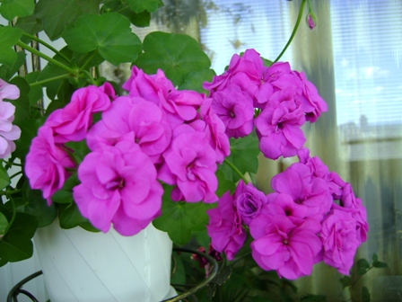 DSC01076.JPG