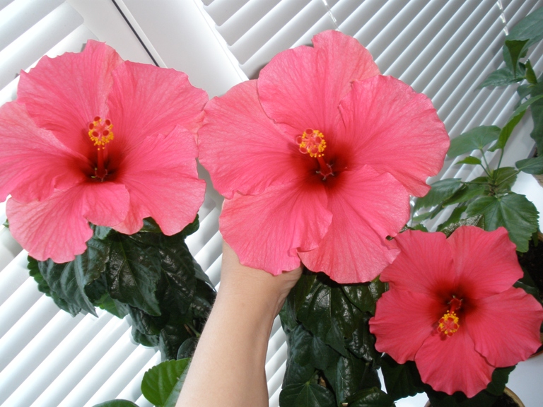 Копия P6050355.JPG