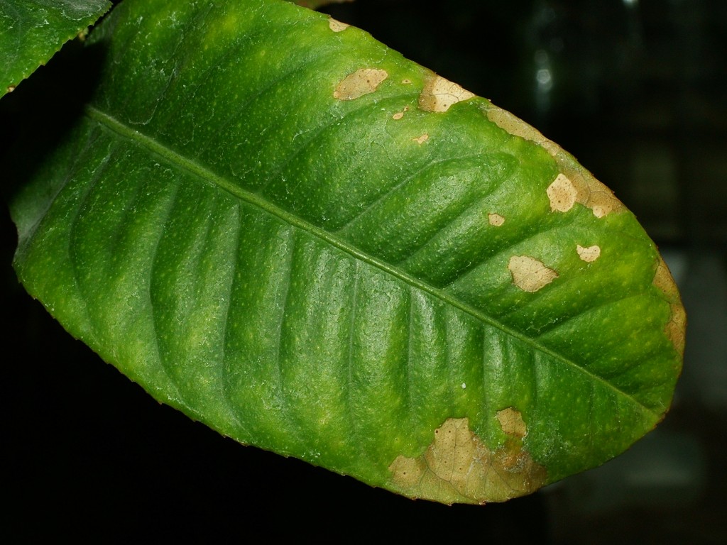 DSCF2680_a.JPG