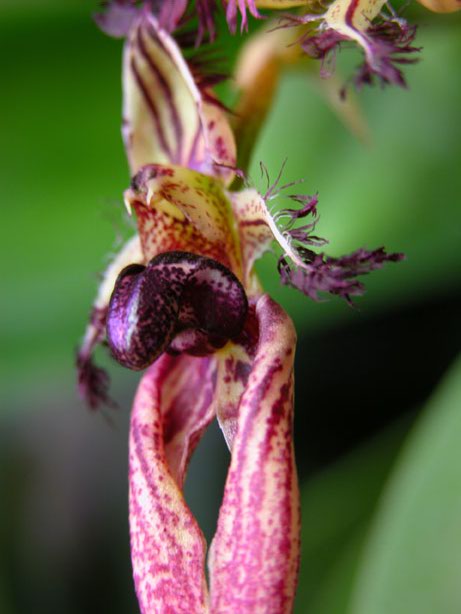 Bulb.wendlandianum1.jpg