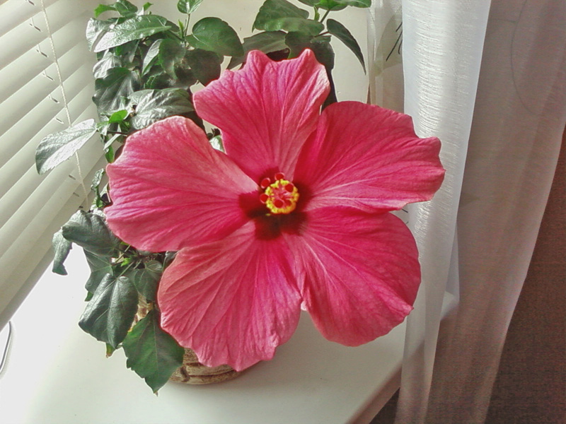 Мой любимчик голландец, названия сорта не знаю. Наверное, просто микс.